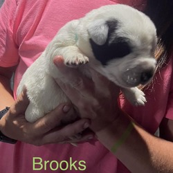 Thumbnail photo of Brooks #3