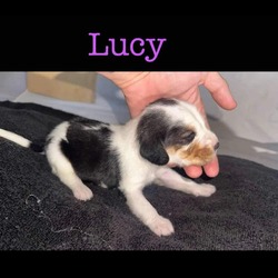 Thumbnail photo of Lucy #2