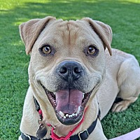 adopt a pet