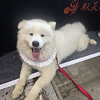 adopt-pet