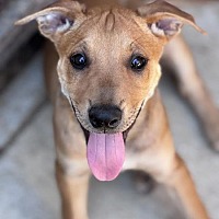 adopt a pet