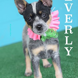 Thumbnail photo of Everly #4