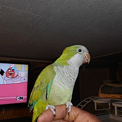 Thumbnail photo of Birdie the Quaker #3