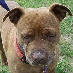Photo of Gracie