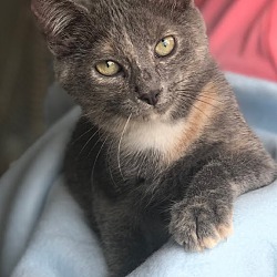 Thumbnail photo of Catsy Cline - Pending Adoption #3