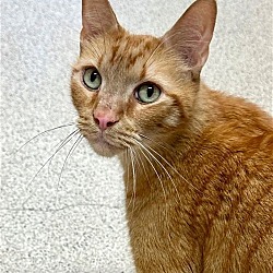 Photo of Houdini