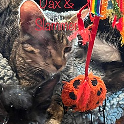 Photo of Dax
