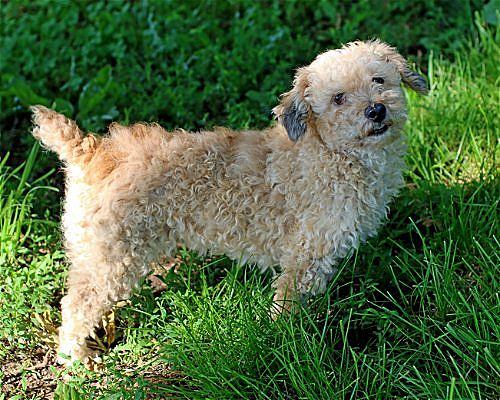 Rochester transport, NY - Poodle (Miniature). Meet Sugar a Pet for ...