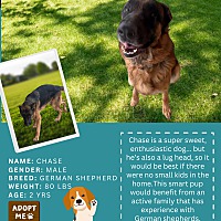 adopt a pet