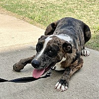 adopt a pet