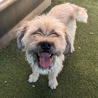 adopt-pet