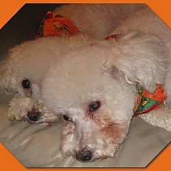 Thumbnail photo of Adopted!!Jazz & Ace - OK #4