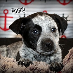 Thumbnail photo of Fanny~adopted! #1