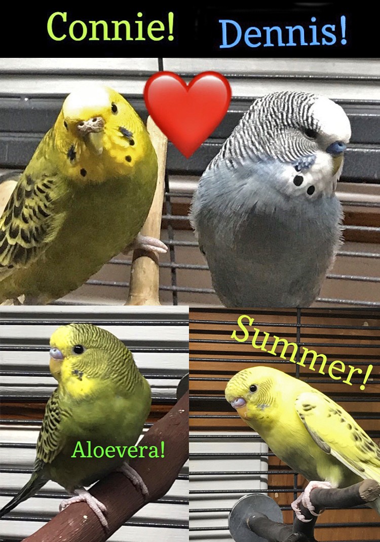 Adopt Connie-Dennis-Summer-Aloevera a Blue Budgie bird in ...