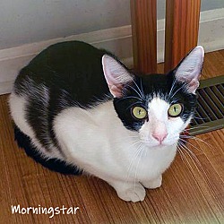 Thumbnail photo of Morningstar #3