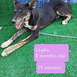 Photo of Layka