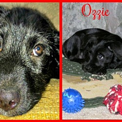 Photo of Ozzie pending adoption