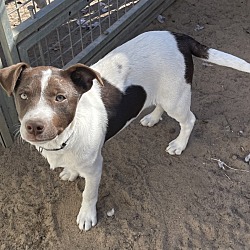 Photo of Taffy