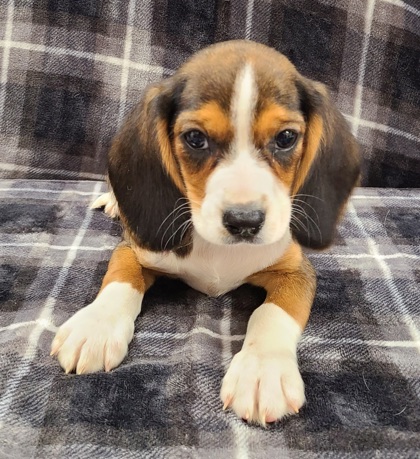 Malvern, PA - Cavalier King Charles Spaniel/Beagle. Meet Wanda a Pet ...