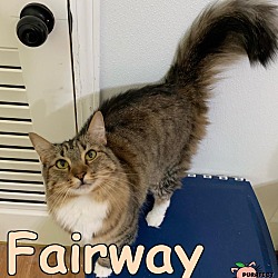 Photo of Fairway