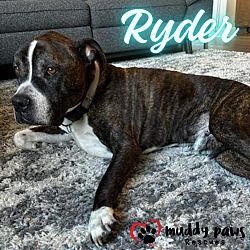 Thumbnail photo of Ryder (Courtesy Post) #4