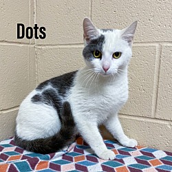 Photo of Dots