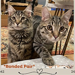 Thumbnail photo of Atticus and Finch-Bonded Pair Special Adoption Fee #1