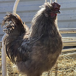 Thumbnail photo of Roosters #2