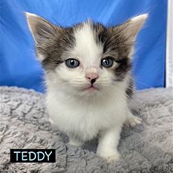 Photo of CAT-TEDDY