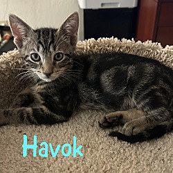 Thumbnail photo of Havok #1