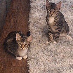 Thumbnail photo of Bitty and kitry #1