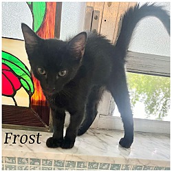 Thumbnail photo of Frost #1