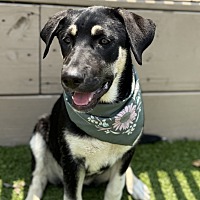 adopt a pet