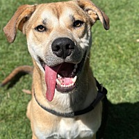 adopt-pet
