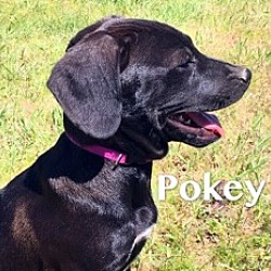 Thumbnail photo of Pokey #4