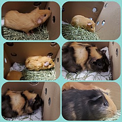 Photo of Guinea Pigs 6-7 months old