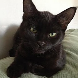 Thumbnail photo of Onyx - ADOPTED 04.18.15 #1