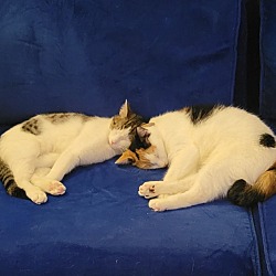 Photo of Tuna