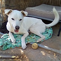 adopt a pet
