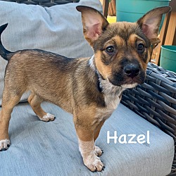 Thumbnail photo of Hazel #2