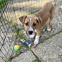 adopt a pet