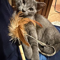 adopt a pet