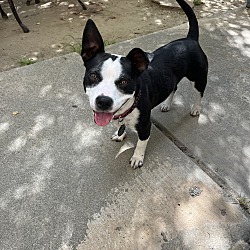 Matilda, Pit Bull Terrier Mutt