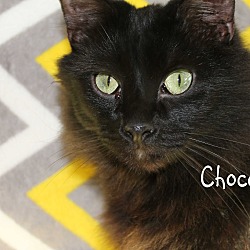 Thumbnail photo of Chocco #2