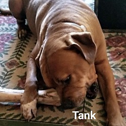 Thumbnail photo of Tank #1