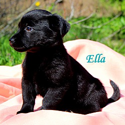 Thumbnail photo of Ella~adopted! #1