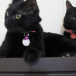 Thumbnail photo of Pedro AND Benito - Black Beauties #1
