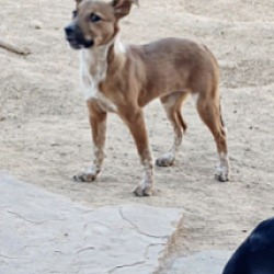 Photo of KIBBLES