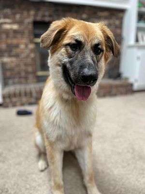 Rochester, NY - German Shepherd Dog/Great Pyrenees. Meet Zoey a Pet for ...