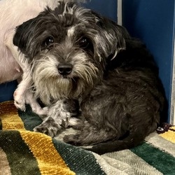 Photo of Pepper